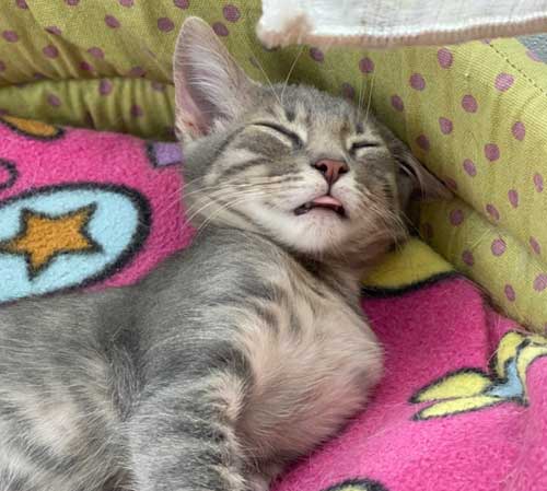 Loki-caso-studio loki gatto operato per aver mangiato un ciuccio