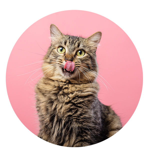 Veterinario-sestri-levante-milan-muzio